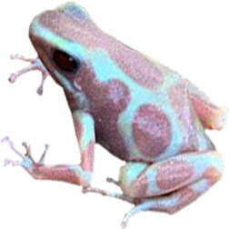 Albino Auratus